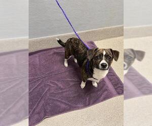 Mutt Dogs for adoption in Las Vegas, NV, USA