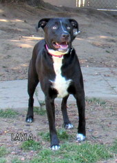 Borador Dogs for adoption in Lindsay, CA, USA
