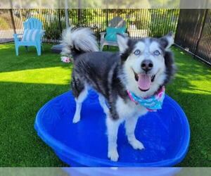Huskies -Unknown Mix Dogs for adoption in Santa Clara, CA, USA