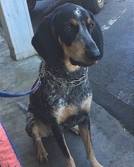 Bluetick Coonhound Dogs for adoption in Oakland Park, FL, USA