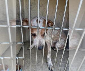 Mutt Dogs for adoption in Oklahoma City, OK, USA