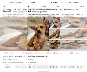 Chihuahua-Unknown Mix Dogs for adoption in New Orleans, LA, USA