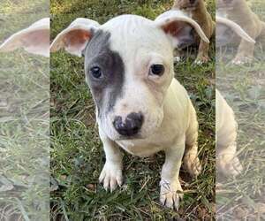 Staffordshire Bull Terrier-Unknown Mix Dogs for adoption in pomfret, CT, USA