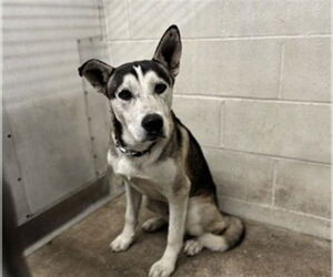 Siberian Husky Dogs for adoption in San Bernardino, CA, USA