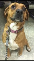 Bogle Dogs for adoption in Rustburg, VA, USA