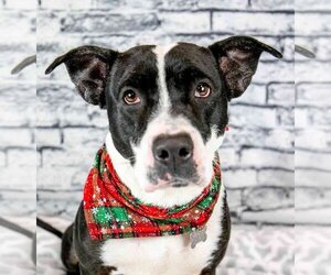 Medium Photo #17 Mutt Puppy For Sale in Kennesaw, GA, USA