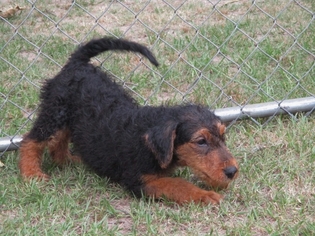 Medium Photo #1 Airedale Terrier Puppy For Sale in Pawtucket, RI, USA