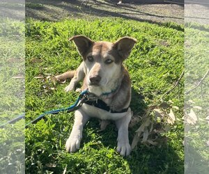 Huskies -Unknown Mix Dogs for adoption in San Francisco, CA, USA