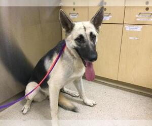 German Shepherd Dog Dogs for adoption in Riverside, CA, USA