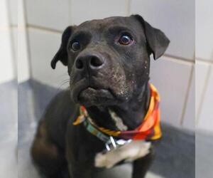 American Staffordshire Terrier-Unknown Mix Dogs for adoption in San Antonio, TX, USA