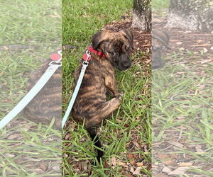 Mutt Dogs for adoption in Royal Palm Beach, FL, USA