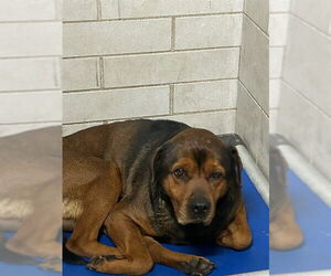 Shepweiller Dogs for adoption in Stockton, CA, USA