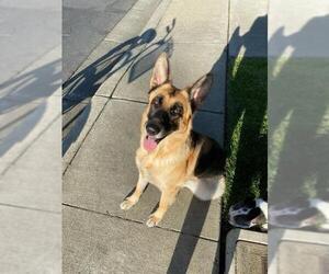 German Shepherd Dog Dogs for adoption in danville, CA, USA