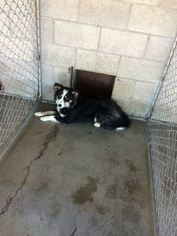 Border Collie Dogs for adoption in Alturas, CA, USA
