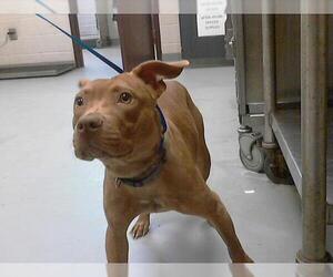 Mutt Dogs for adoption in Fayetteville, NC, USA