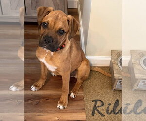 Medium Photo #2 Mutt Puppy For Sale in Dumont, NJ, USA