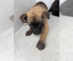 German Shepherd Dog-Unknown Mix Dogs for adoption in Houston, TX, USA