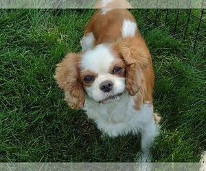Cavalier King Charles Spaniel Dogs for adoption in Sioux Falls, SD, USA