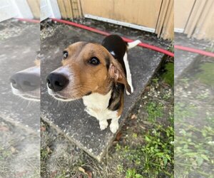 Medium Photo #1 Beagle Puppy For Sale in Orlando, FL, USA