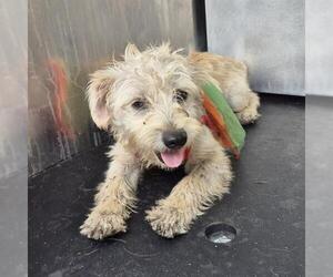 Mutt Dogs for adoption in San Antonio, TX, USA