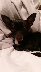 Chihuahua Dogs for adoption in Chaska, MN, USA