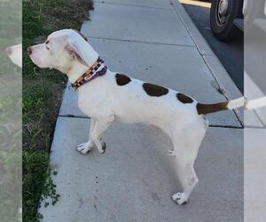 American Staffordshire Terrier-Boxer Mix Dogs for adoption in San Antonio, TX, USA