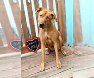 Great Dane-Labrador Retriever Mix Dogs for adoption in Richmond, MO, USA