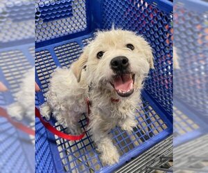 Maltese-Poodle (Toy) Mix Dogs for adoption in Wichita, KS, USA