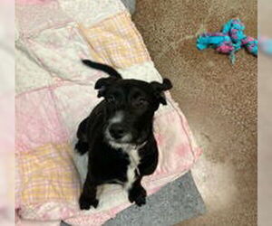 Mutt Dogs for adoption in Salinas, CA, USA