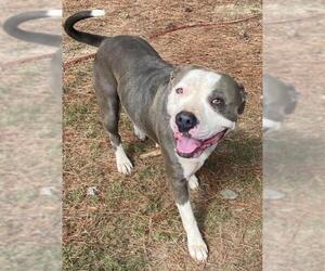 American Pit Bull Terrier Dogs for adoption in Little Rock, AR, USA