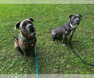 American Pit Bull Terrier Dogs for adoption in Alexandria, VA, USA