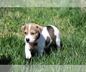 Jack-Rat Terrier Dogs for adoption in Charlotte, NC, USA