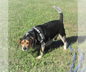Beagle-Unknown Mix Dogs for adoption in Centerton, AR, USA