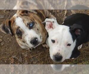 American Bulldog-Australian Shepherd Mix Dogs for adoption in Crossville, TN, USA