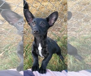 Chiweenie Dogs for adoption in Estherville, IA, USA