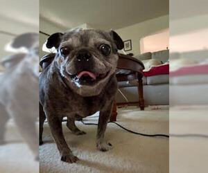 Pug Dogs for adoption in Indianapolis, IN, USA