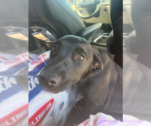 Mutt Dogs for adoption in Stockton, CA, USA