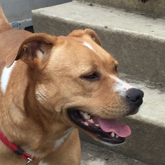 Border Terrier-Boxer Mix Dogs for adoption in Alvarado, TX, USA
