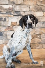 German Shorthaired Pointer Dogs for adoption in Decatur, GA, USA
