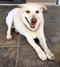 Labrador Retriever Dogs for adoption in Dripping Springs, TX, USA