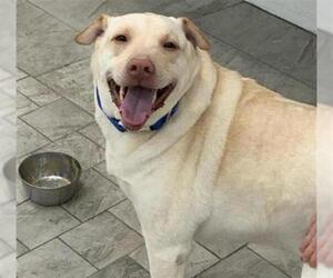Labrador Retriever Dogs for adoption in Canfield, OH, USA