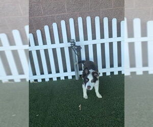 Australian Shepherd Dogs for adoption in Modesto, CA, USA