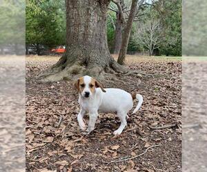 Small English Springer Spaniel-Treeing Walker Coonhound Mix