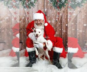 Mutt Dogs for adoption in Rockwall, TX, USA