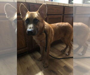 German Shepherd Dog Dogs for adoption in Newfoundland, PA, USA