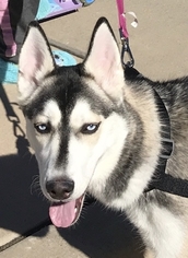 Siberian Husky Dogs for adoption in Point Pleasant, PA, USA