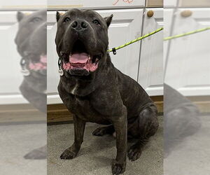 Mutt Dogs for adoption in Forestville, MD, USA