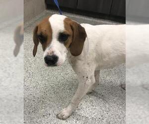 American Foxhound-Labrador Retriever Mix Dogs for adoption in Conroe, TX, USA