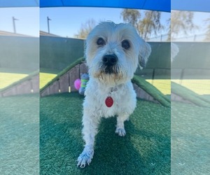 Poodle (Miniature)-Unknown Mix Dogs for adoption in Phoenix, AZ, USA