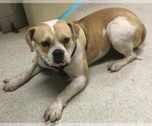 Bulldog-Unknown Mix Dogs for adoption in Riverside, CA, USA